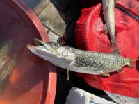 Ulubat Gölü'nde turna sezonu pahalı açıldı