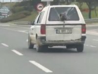 Görüntüler Bursa'dan... Kırık camdan kafasını çıkaran köpek gündem oldu