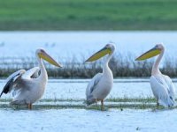 Göç yolundaki pelikan sürüsünün Bursa molası