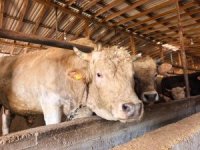 Tonluk 'Paşa' 500 bin lira