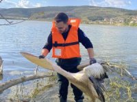 Bursa'da mahsur kalan pelikan böyle kurtarıldı