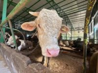 Bursa'da kurban hareketliliği! Tonluk boğaya 400 bin TL