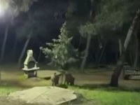 Bursa'da domuzlar piknik alanlarına indi