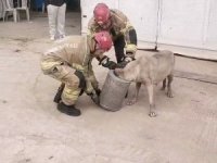 Bursa'da hava filtresine sıkışan köpek kurtarıldı