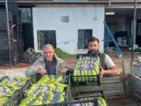 Bursa'da mevsimin ilk kabak hasadı