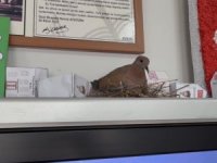 Görüntüler Bursa'dan... Anne kumru yuvasını sınıfa kurdu