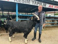 Bursa'da kurban pazarının şampiyon keçisi 47 bin liradan satıldı