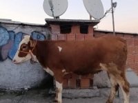 Bursa'da kesmek için büyükbaş hayvanı 6'ıncı kata çıkardı