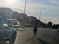 Bursa'da başıboş at trafiği tehlikeye attı
