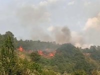 Bursa'da makilik alanda yangın