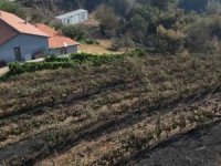 300 dönüm üzüm bağı ve tesis de küle döndü!