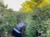 Ormana ektiği kenevir dron devriyesinde bulundu