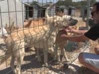 Birkaç köpekle başladı, bin 200 cana yuva oldu