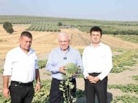 "Hırsız Almaz Kavunu" için coğrafi işaret hazırlığı