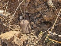 Bursa’da Kurtuluş Savaşı’ndan kalma el bombaları bulundu