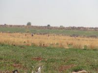 IŞİD izin vermedi, Türkmenlerin tarlası ekinsiz kaldı