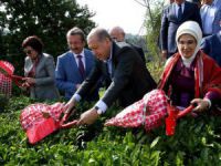 Cumhurbaşkanı Erdoğan, çay topladı