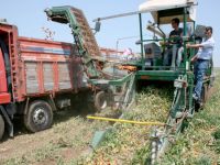 Bursa'da domates hasadı başladı