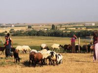 Aylık 4 bin TL'ye çoban bulamıyor!