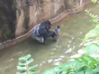Hayvanat bahçesinden goril açıklaması