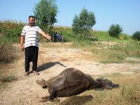 Manda sürüsünden 4'ü tarlada ölü bulundu