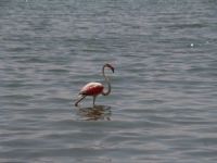 Silahla vurulan flamingo tedavi edildi
