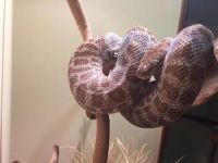 Piton yılanının deri değiştirme anı