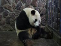 İkiz panda sevinci