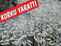 Bursa'da toplu balık ölümleri