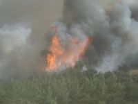 Bursa'da orman yangını