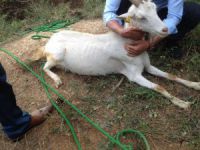 Kuyuya düşen keçiyi itfaiye kurtardı