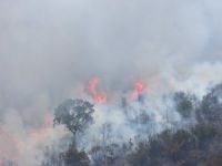 Turizm cenneti Bodrum'da yangın