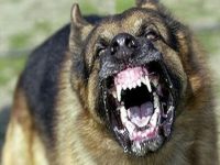 6 ay içinde 5 kişiyi ısıran köpek için imza topladılar