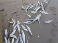 Mersin'de binlerce ölü balık sahile vurdu