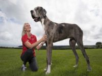 Dünyanın en uzun köpeği Danoe