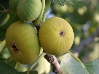 'ABD ve İsrail, Aydın incirine rakip türler için çalışıyor'