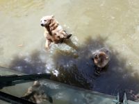 Ayılar sıcaktan bunaldı