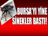 Bursa'yı yine karasinekler bastı!