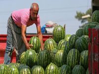 'Kabak' karpuz isyanı