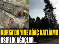 Bursa'da yine ağaç kıyımı!