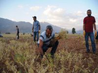 Komünist belediye hasata başladı