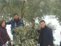 Sarıbal'dan  Mudanyalı zeytincilere destek
