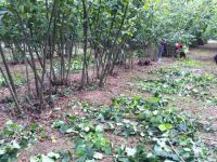 Kısmi fındık hasadı başladı