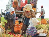 Bursa'da 75 kadın çiftçiye iş
