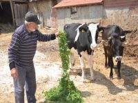 Basılan okulun arazisini veren hayırsever: Nasırlı ellerle, simit yiyerek yaptık