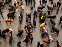 Kurbanlık sevkiyatı başlıyor
