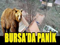 Kovanlarını parçaladı