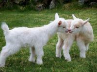 Yolda giderken kuzusu çalındı