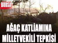 Bursa'da ağaç katliamı!