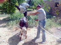 Sıcaktan bunalan 'Dana Lopez’in soğuk suyla banyo keyfi